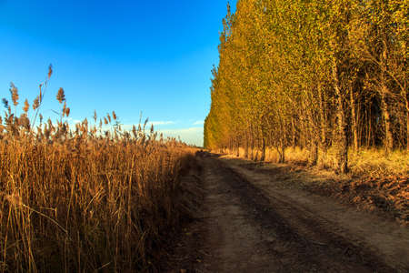 Tall and straight treesの写真素材