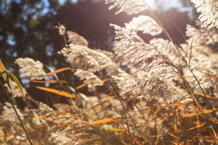 Headley in the sun flowerの写真素材