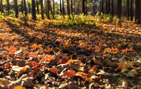 Fallen leaves in autumn Woodsの写真素材