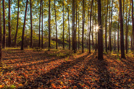 Autumn afternoon in the Woods