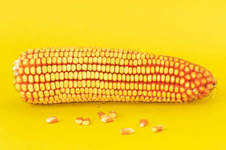 cornの写真素材