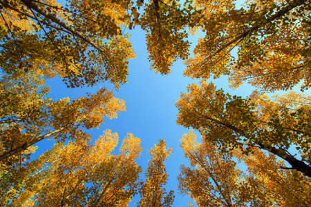 Autumn forestの写真素材