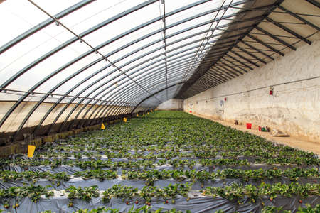 Planting vegetables in greenhouseのeditorial素材