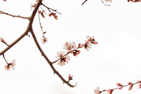 peach blossom flowerの写真素材