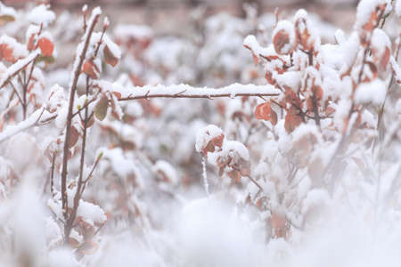A spring snow cover on plant