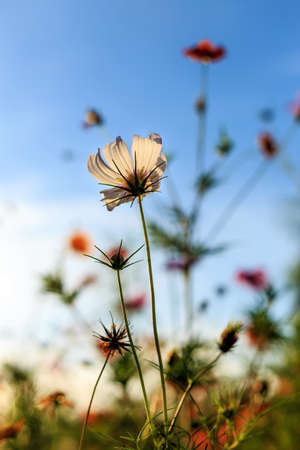 Ge Sang flower on the roadsideの写真素材