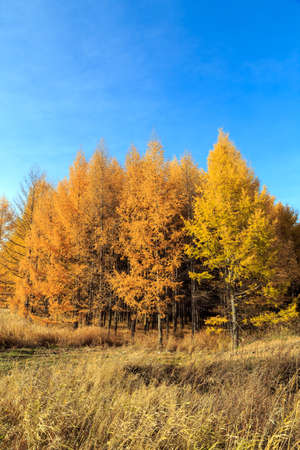 scenery on the grasslandの写真素材