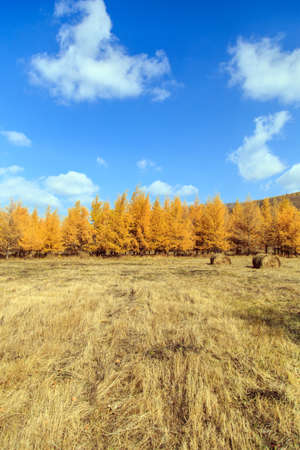 scenery on the grasslandの写真素材