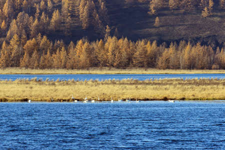 National Forest Park of Arxanの写真素材