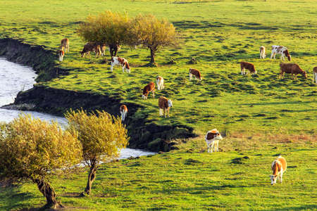 Landscape view of a grasslandの写真素材