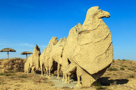 Camel in the desertの写真素材