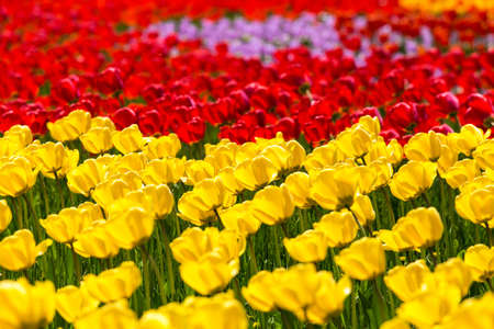 Blooming tulipsの写真素材