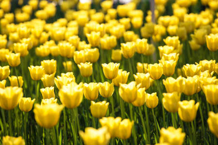 Blooming tulipsの写真素材