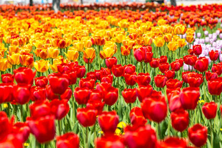 Blooming tulipsの写真素材