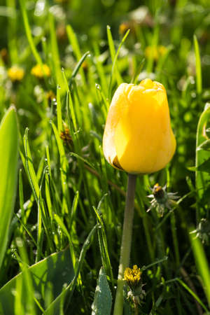 Blooming tulipsの写真素材