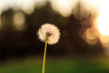 dandelion flower
