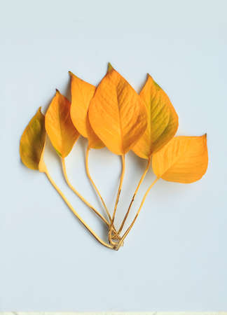 autumn leavesの写真素材