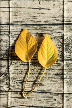 autumn leavesの写真素材