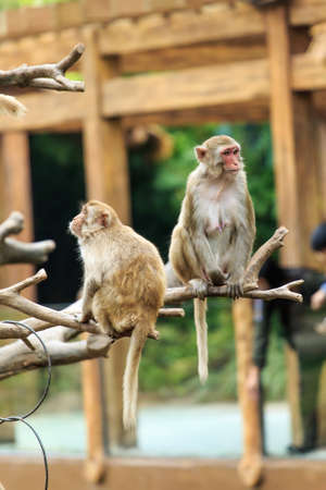 The monkey in the zoo