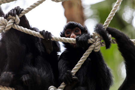 The monkey in the zooの写真素材