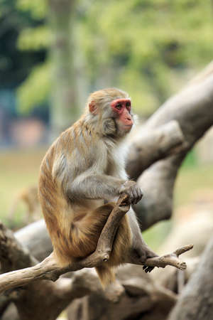 The monkey in the zoo