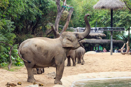 A huge elephant in a zooの写真素材