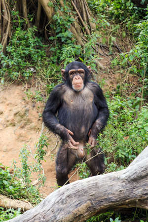 Chimpanzee in a zoo