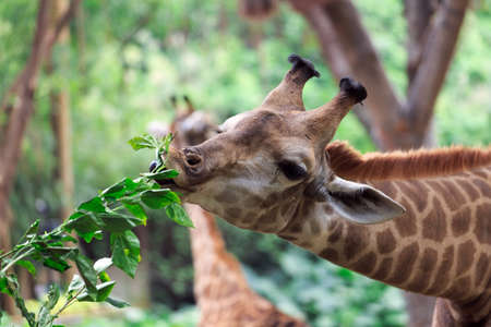 Lovely Giraffeの写真素材