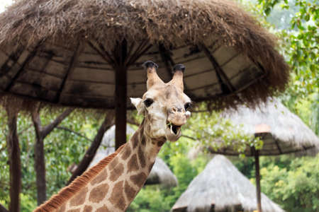 Lovely Giraffeの写真素材