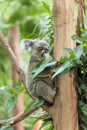 Cute koalaの写真素材