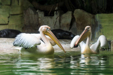 pelican in a zoo