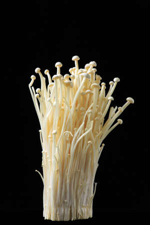 Flammulina velutipes