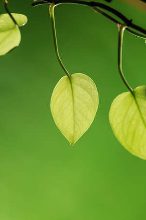 Green leaves