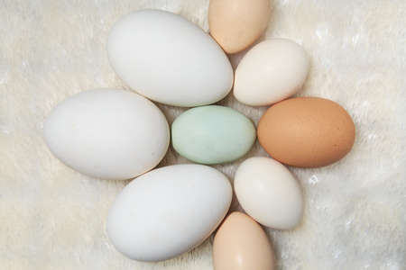 Close up view of eggs