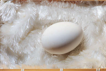 egg in a trayの写真素材