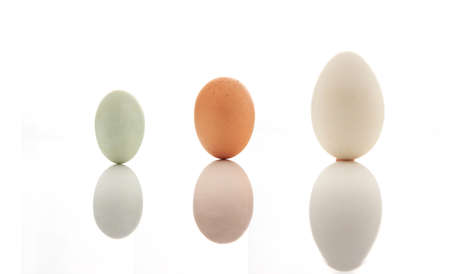 A variety of goose egg close-up