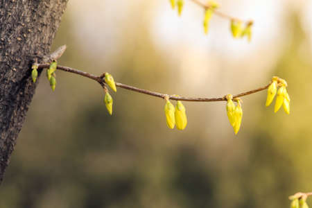 spring sproutsの写真素材