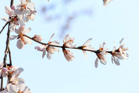 peach blossom