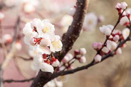 Peach blossoms in springの写真素材