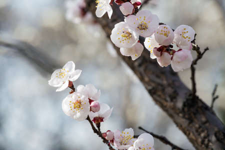 Peach blossoms in spring