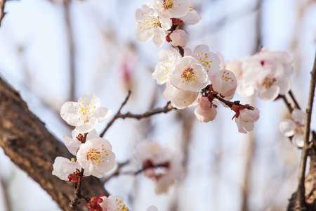 Peach blossoms in springの写真素材