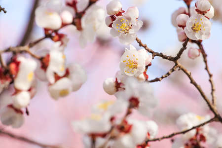 Peach blossoms in springの写真素材