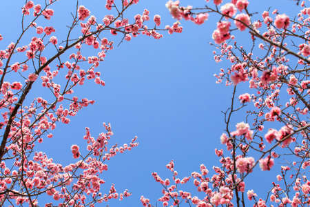 Apricot plum blossom in springの写真素材