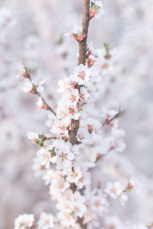 Spring flowers in bloom