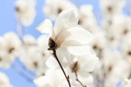 magnolia flowerの写真素材