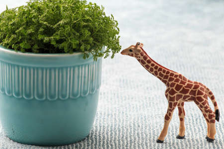 Green potted plant and animal modelの写真素材