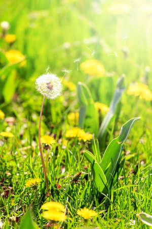 Dandelion flyingの写真素材