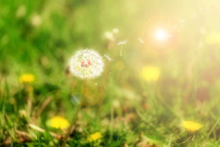 Dandelion flyingの写真素材