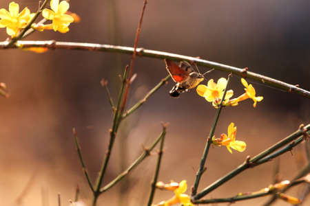 A Hummingbird hawk-moth collecting flower nectar