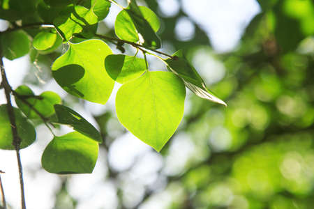 The sunlight penetrates the leaves